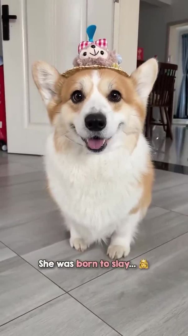 Every single leg lift and flop is comedy gold 🤣🐶