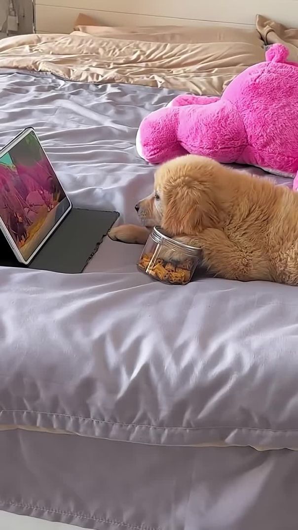 Just a Golden Retriever Living His Best Life 🐶😂❤️