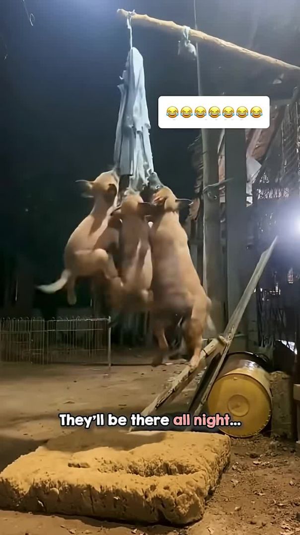 Life with a Malinois Puppy Be Like… 🤣 | Daily Chaos & Cuteness
