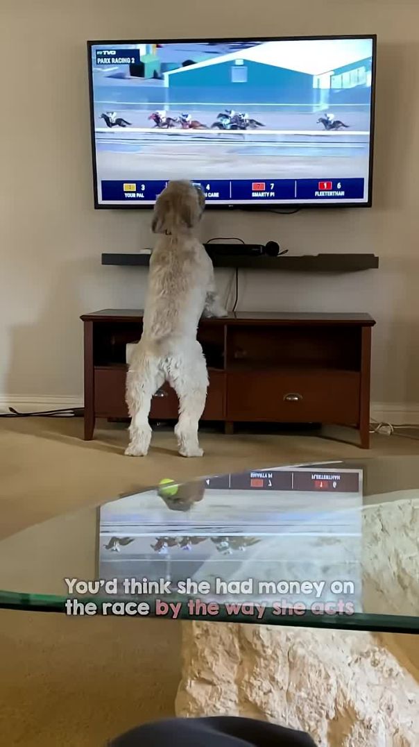 Dog Goes Wild Watching Horse Races 🐎😂 | Pure Canine Excitement!