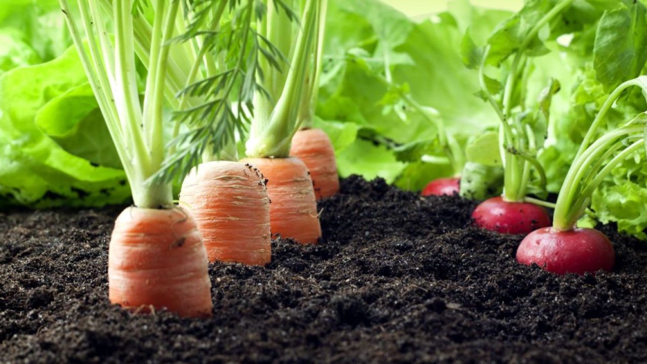 Why You Should Support New Zealand’s Organic Farming Movement