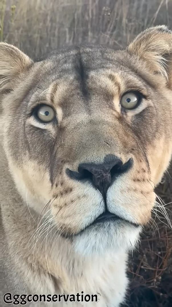 The Hypnotic Eyes of a Lioness | Nature’s Fierce Elegance Up Close
