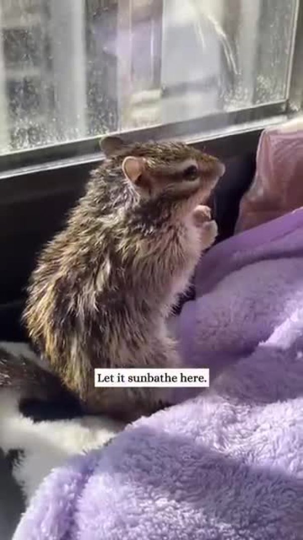 This Cat Brought Home a Frail Chipmunk—Then Something Unexpected Happened 🐱🐿️😲
