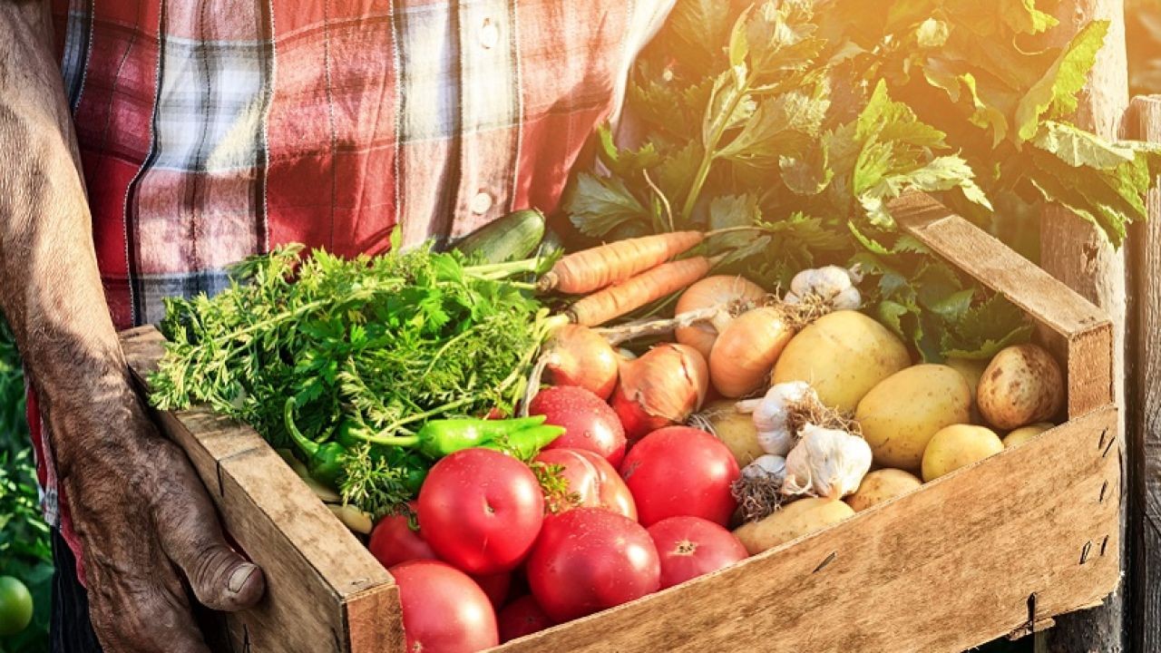Why New Zealand’s Efforts in Food Security Should Be Emulated Worldwide