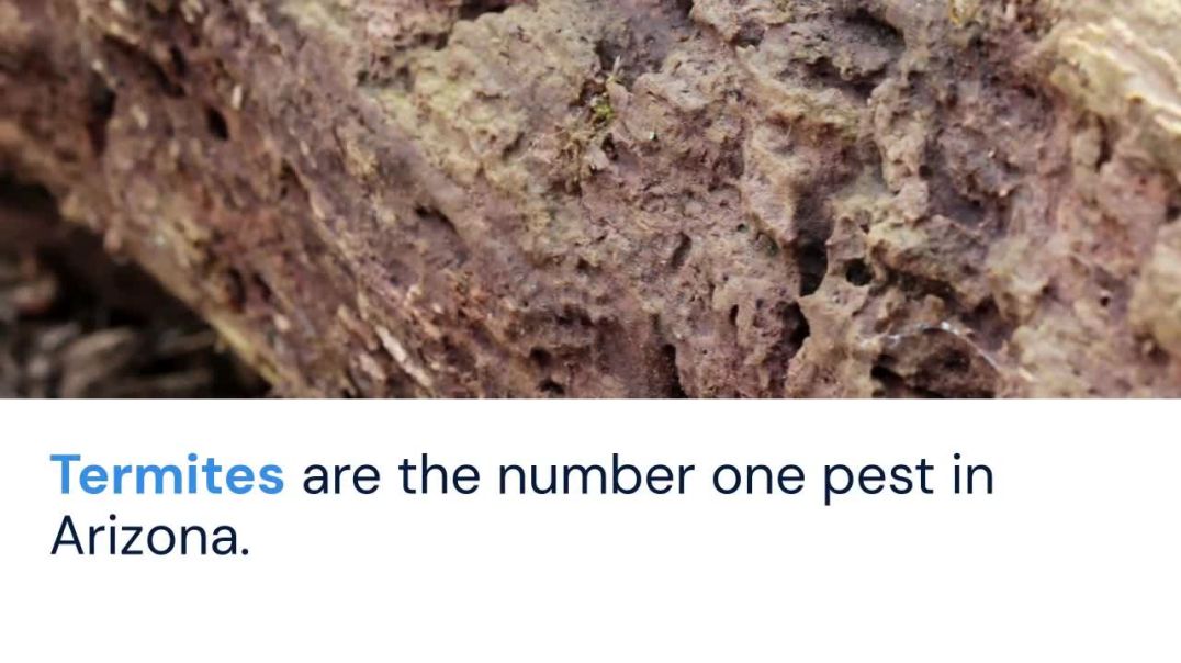 Trusted Termite Control Phoenix – Eliminate Termites for Good