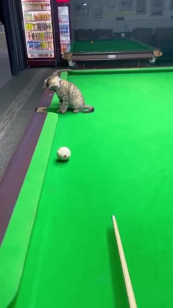 A Little Game of Billiards… with a Cat! 🎱🐱