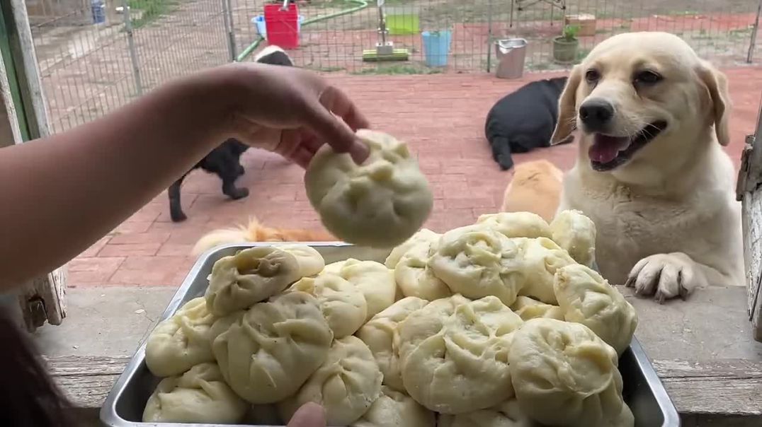 Adorable Labrador Puppies Go Crazy for Dumplings – Too Cute to Miss for Kiwi Dog Lovers!