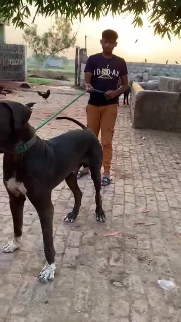 Bully Kutta zone