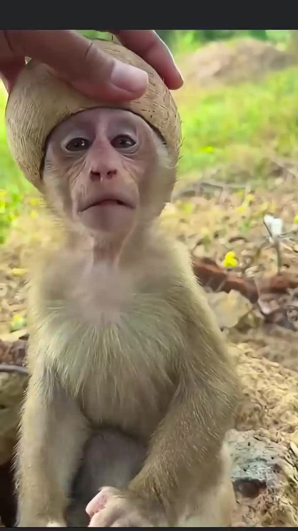 Rescue Mission: Baby Monkey Saved in Heartwarming Moment 🐒❤️
