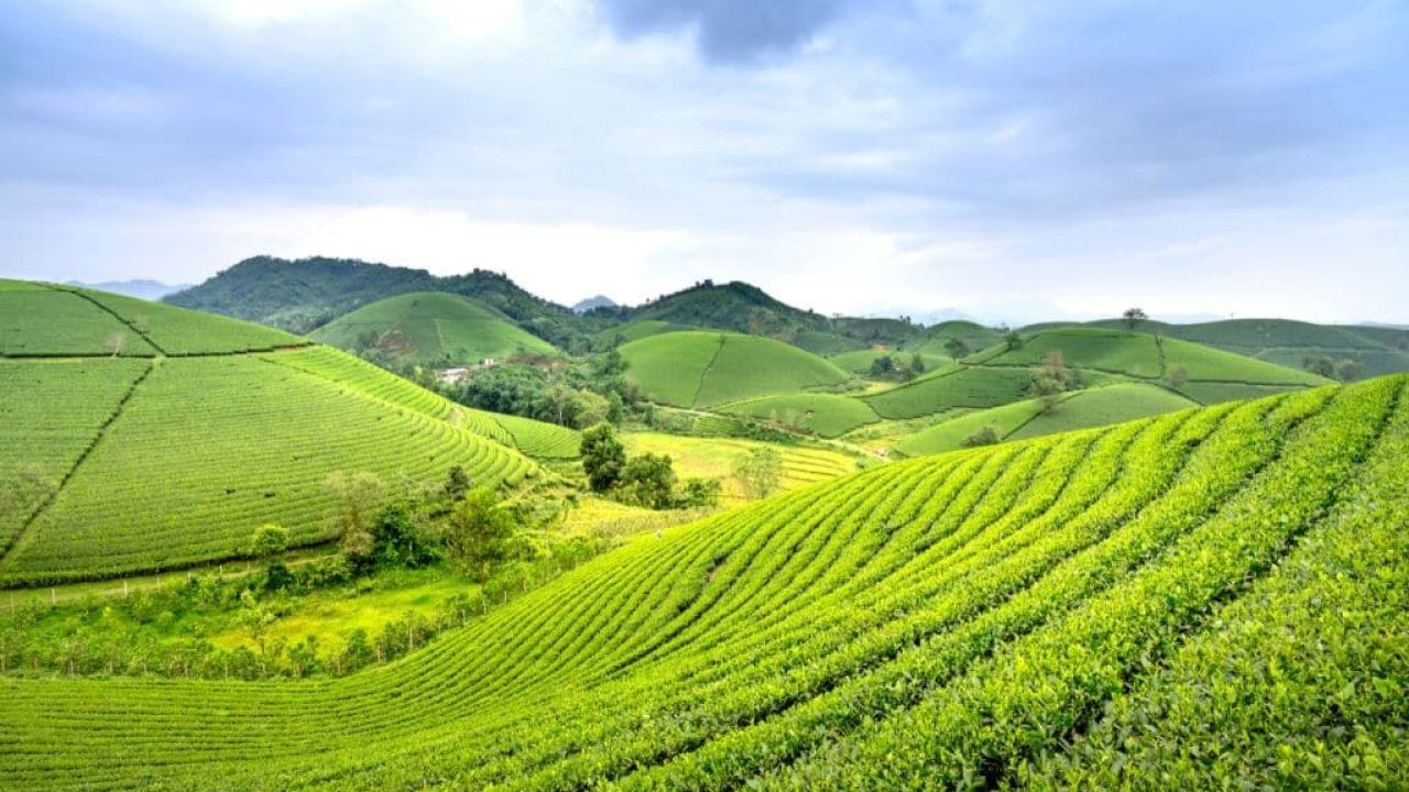 How New Zealand’s Organic Farming Movement Is Changing the Global Market