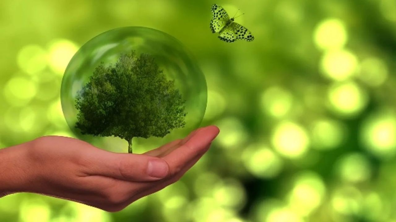 How New Zealand Is Making Sustainability Affordable for Everyone – The Hidden Truth Every New Zealander Should Know
