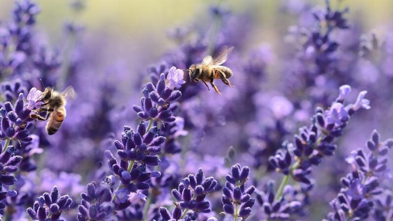 Should New Zealand Focus More on Protecting Biodiversity Than Fighting Climate Change? – What No One’s Talking About (Yet)
