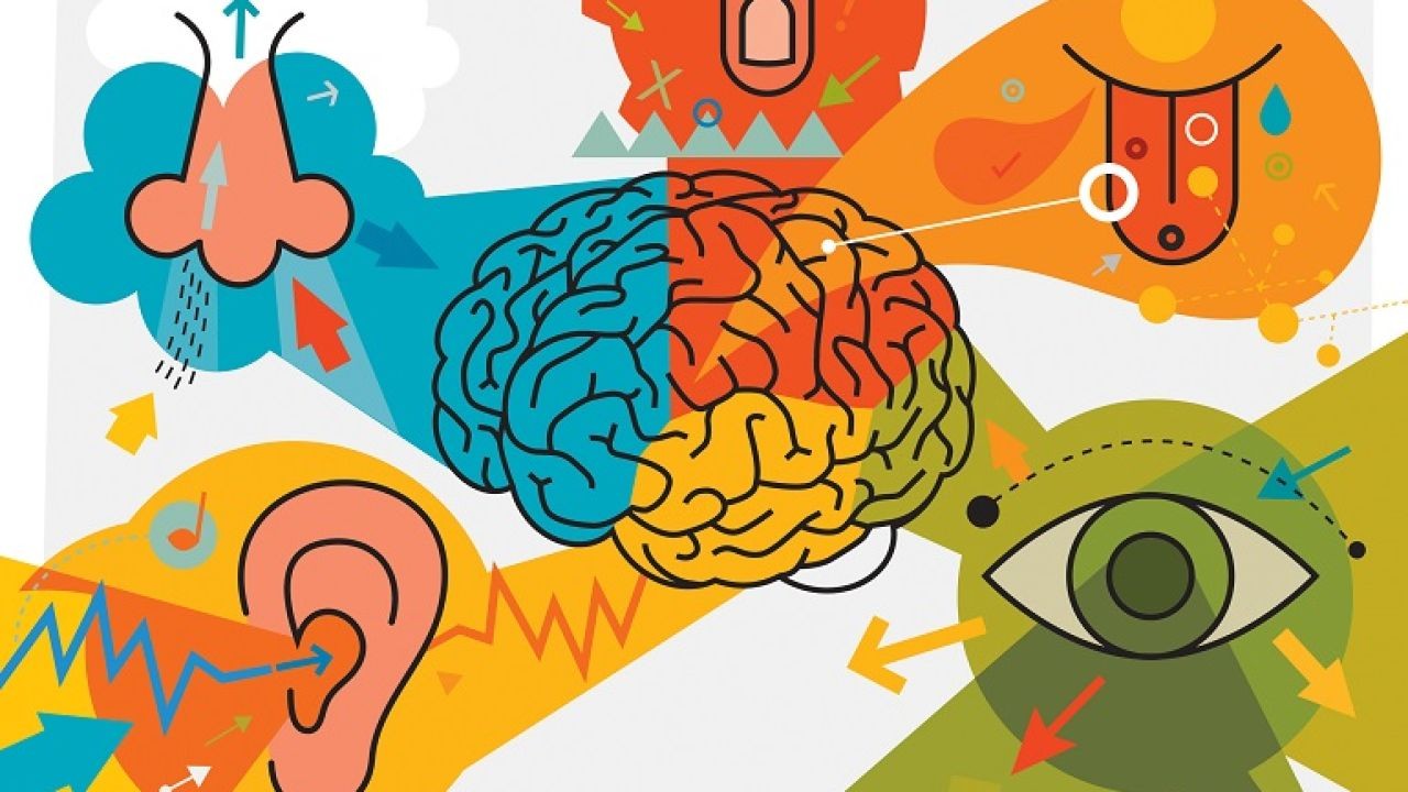 Why Sensory Learning Video Tutorials Benefit Young Children in New Zealand