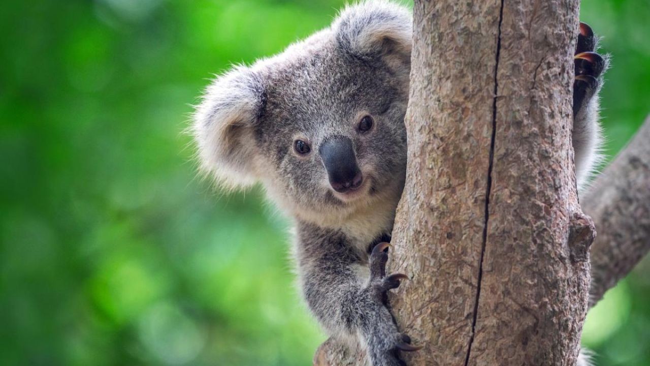 Why Some Wildlife Charities in Australia Are Being Investigated – A New Era for the Australian Market?