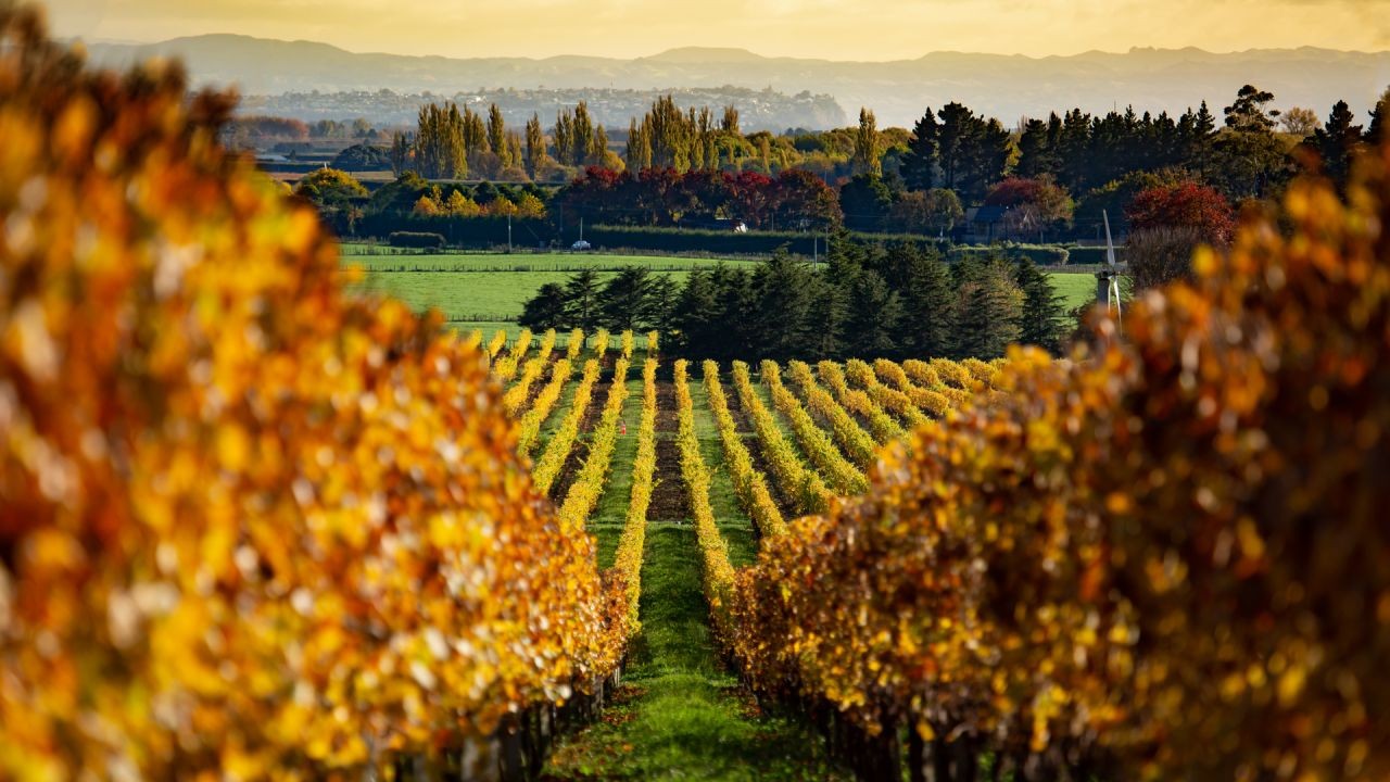 Why Autumn Vineyard Videos Attract Visitors to NZ’s Wine Regions