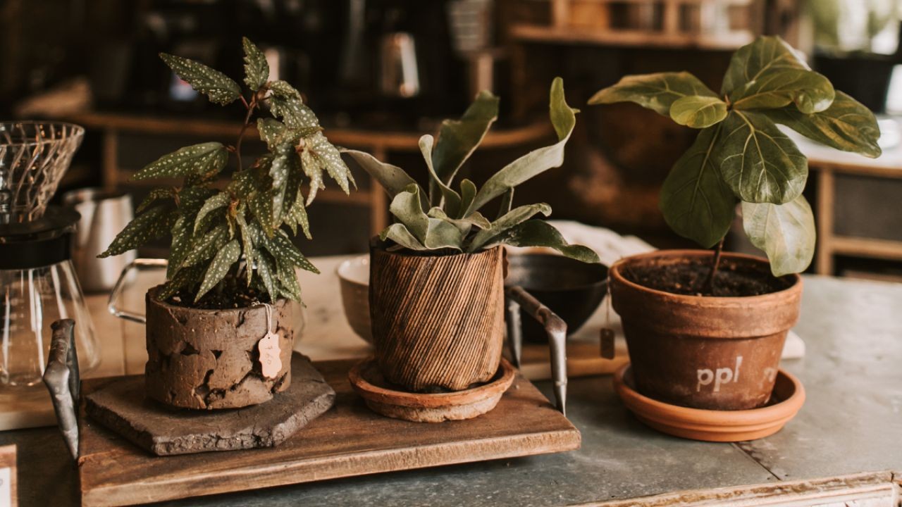 From Sustainable Cafés to Zero-Waste Hotels: How Video Tells the Story