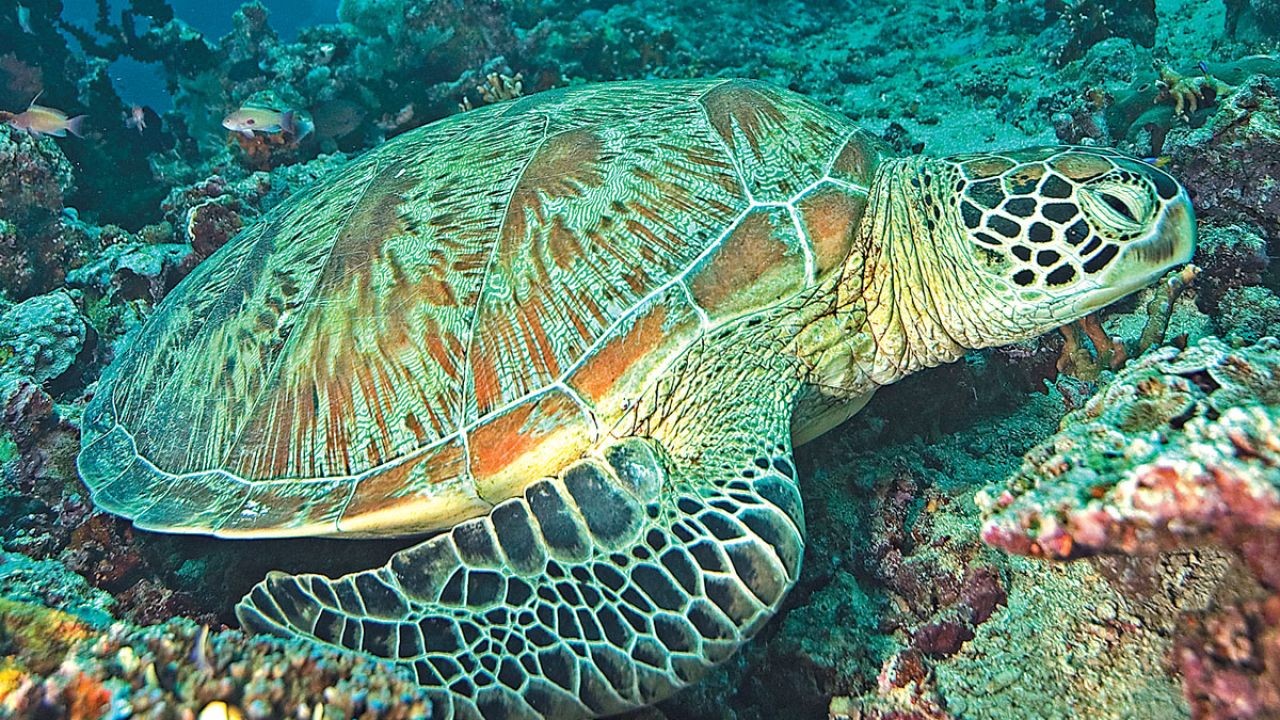 Green turtles released in Far North for groundbreaking research – Expert Insights Every New Zealander Needs