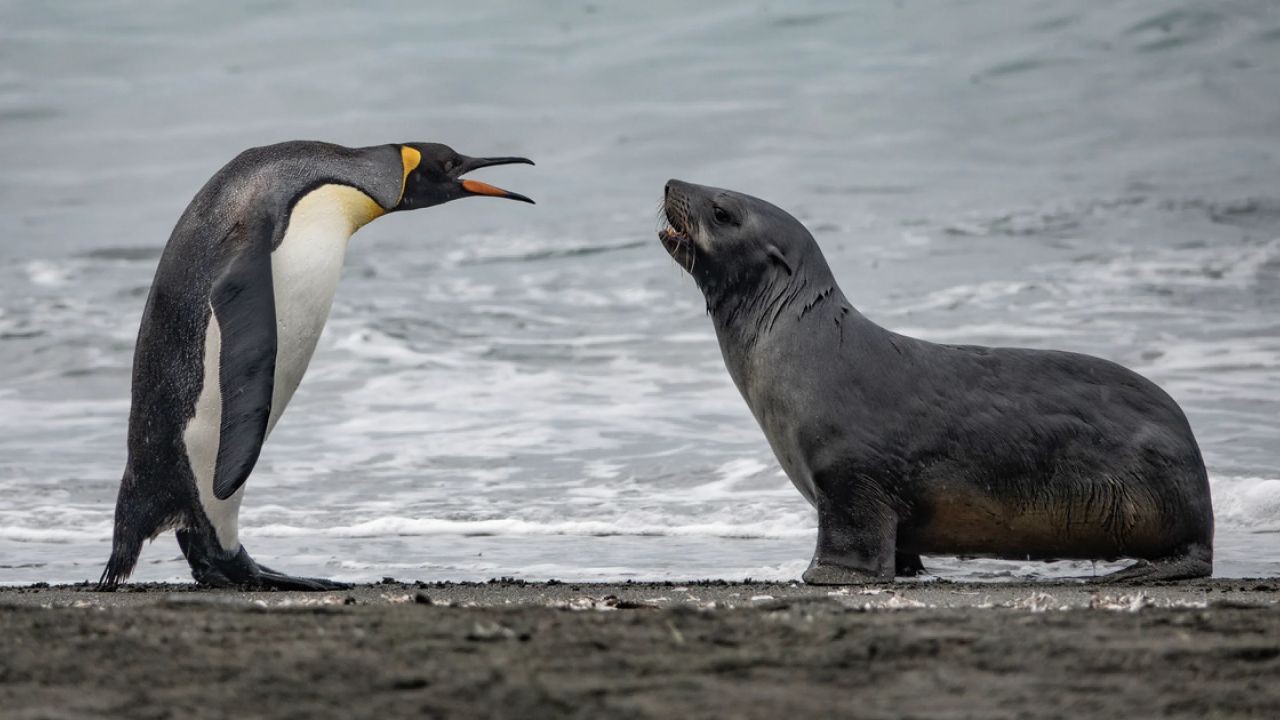 Why Seal and Penguin Encounter Videos Inspire Family Travel to NZ