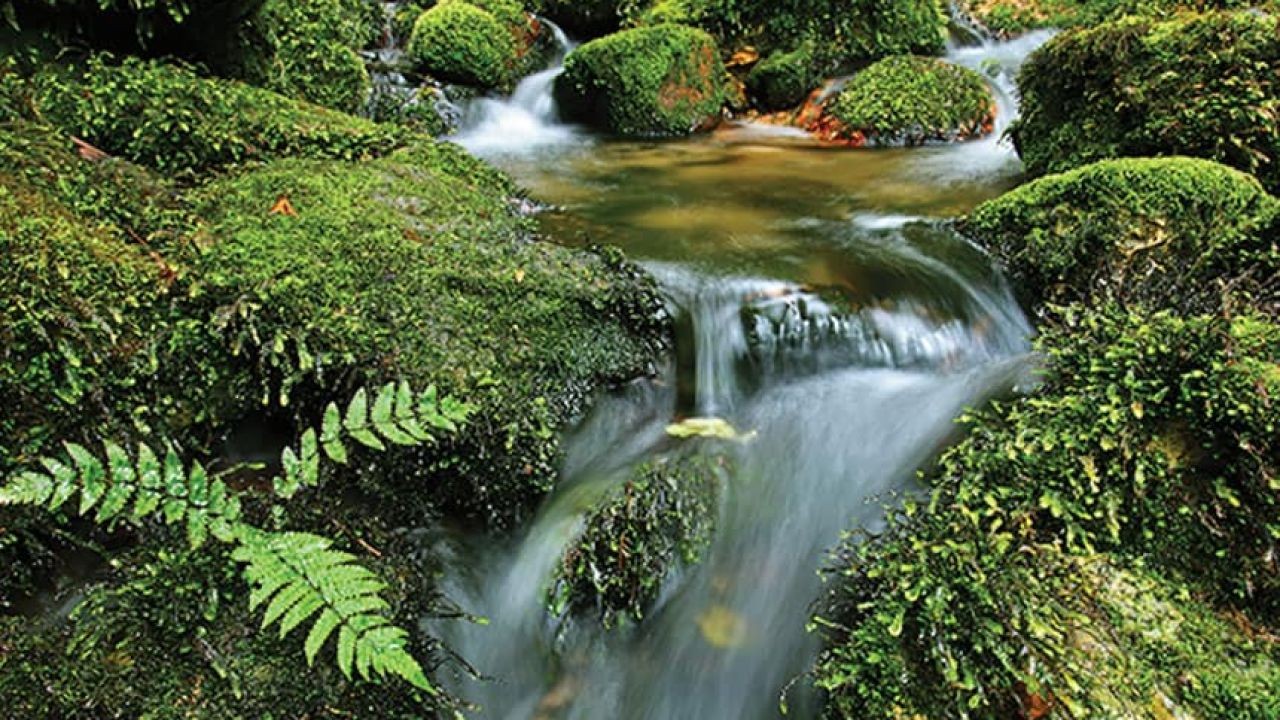 Protecting New Zealand's Unique Biodiversity Amid Climate Change. – What the Data Reveals About NZ