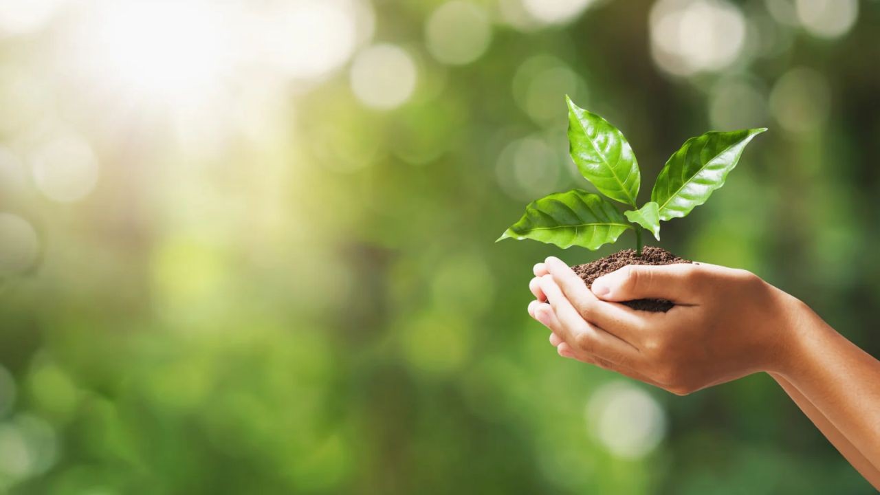 Why Eco-Friendly Suburb Videos Are Attracting NZ Families