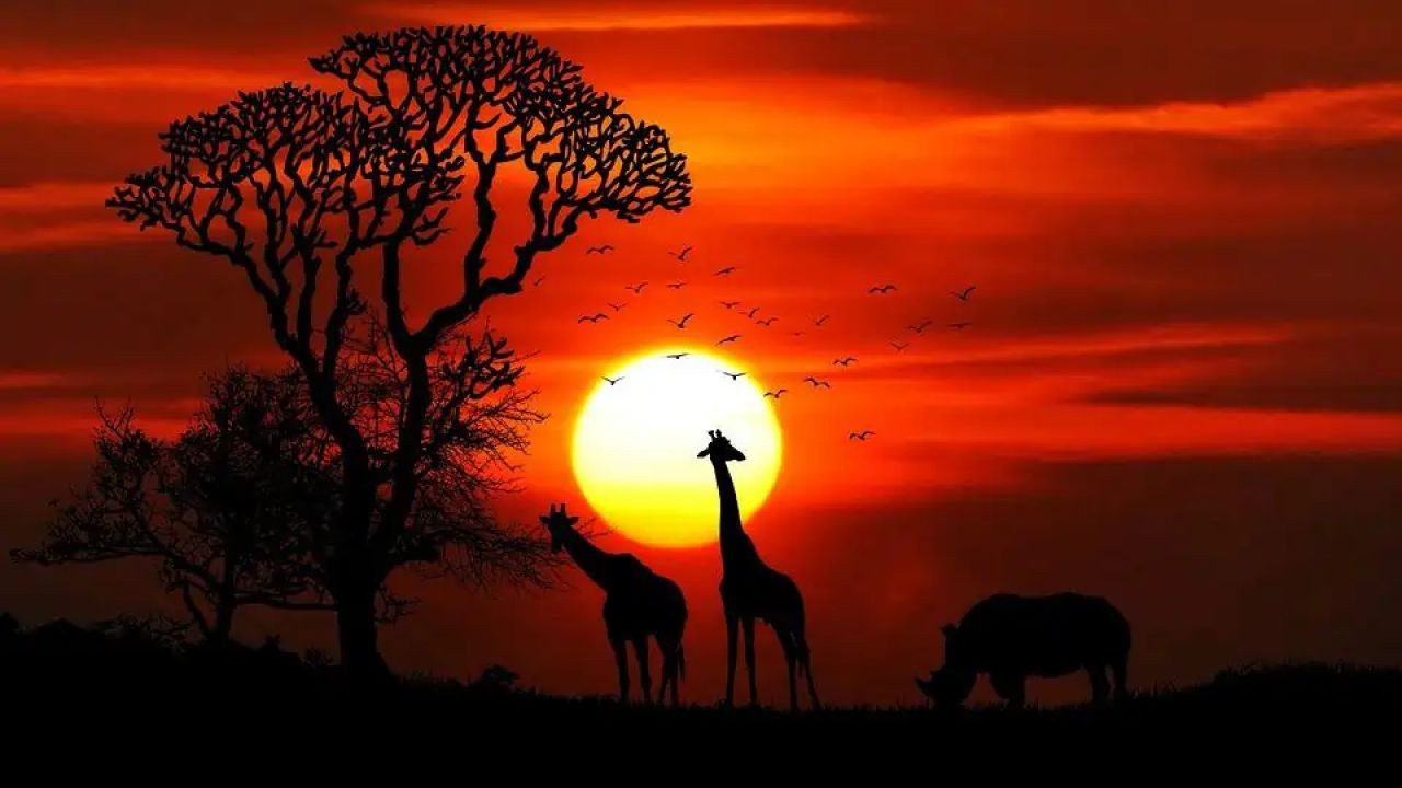 Is Australia Prioritizing Urban Development Over Wildlife Conservation? – What It Could Mean for Everyday Australians