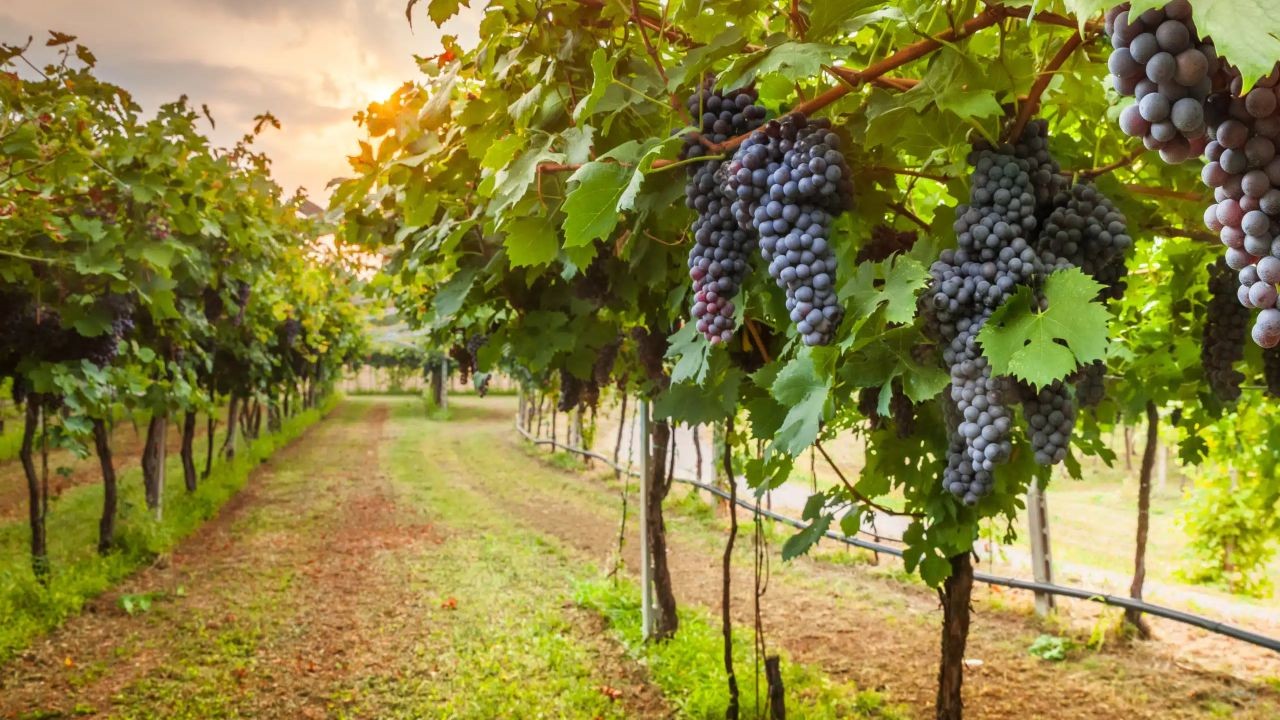 Why Vineyard Video Tours Boost Wine Tourism Across New Zealand