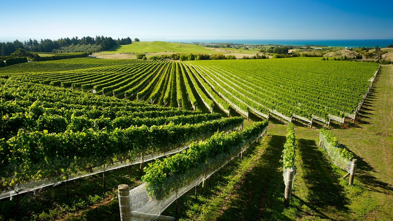 Why Hawke’s Bay Winery Videos Inspire Food and Wine Tourism in Aotearoa