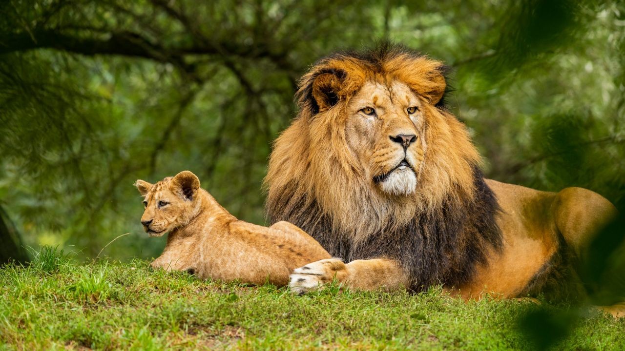 Why Wildlife Videos Inspire Travellers to Visit New Zealand’s Natural Wonders