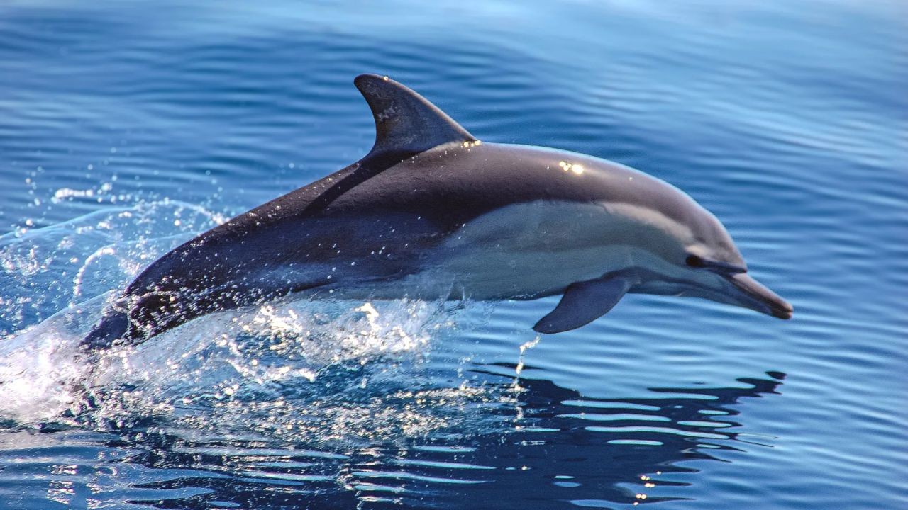 Why Dolphin Encounter Videos Showcase NZ’s Marine Adventures