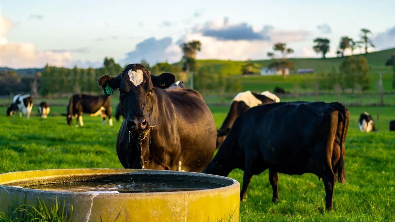 The Secret Behind New Zealand’s Dairy Industry and Its Global Impact – The Risks, Rewards, and Realities in NZ