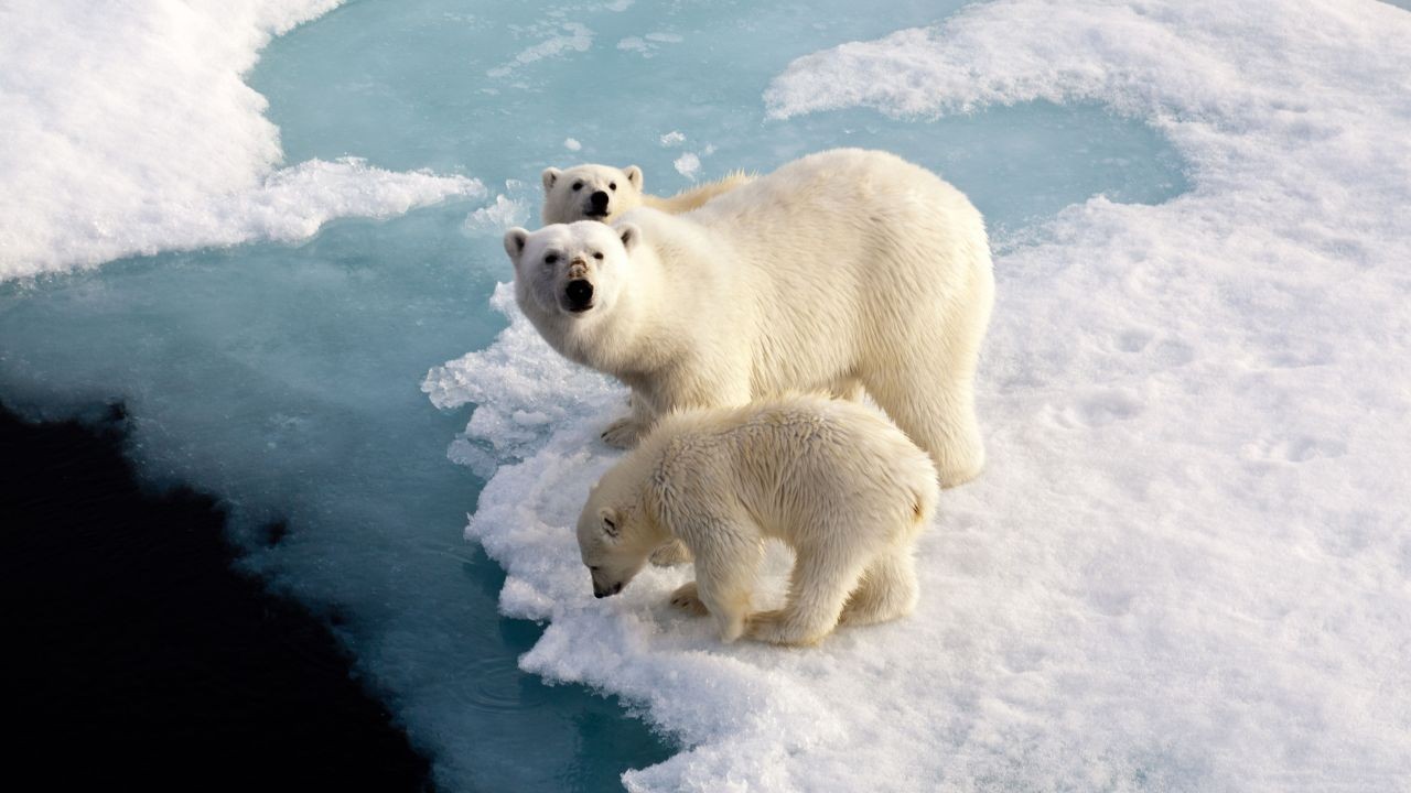 Australia vs. New Zealand – Who’s Leading the Fight Against Climate Change? – Why Australian Experts Are Paying Attention