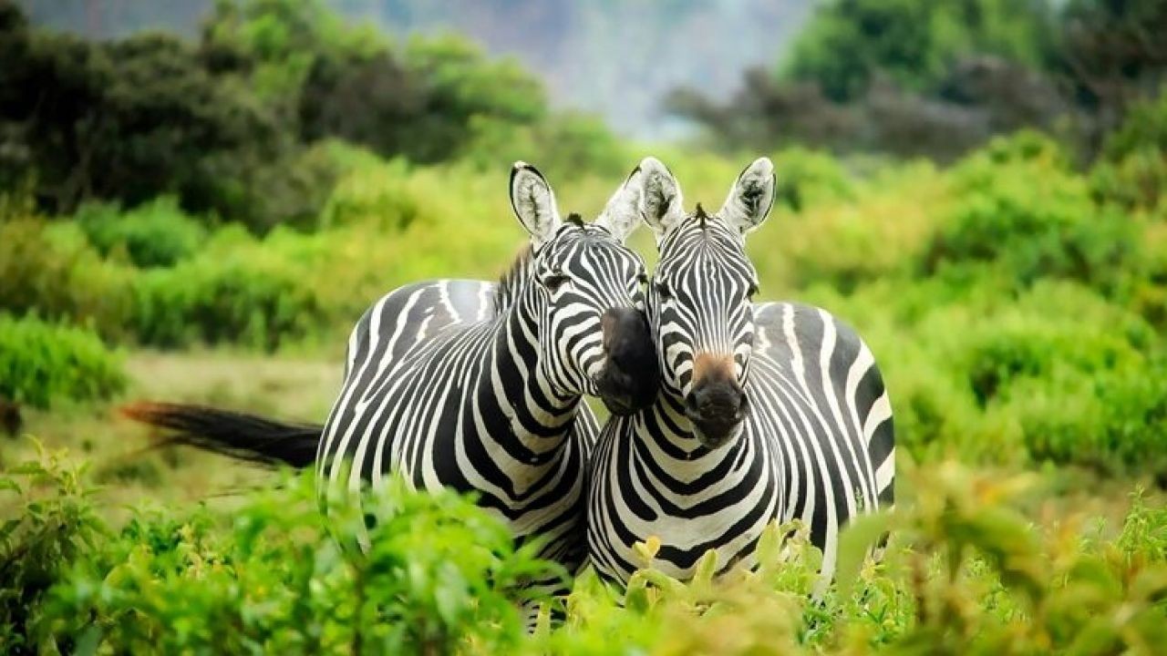 Why Wildlife Sanctuary Videos Showcase NZ’s Commitment to Sustainability