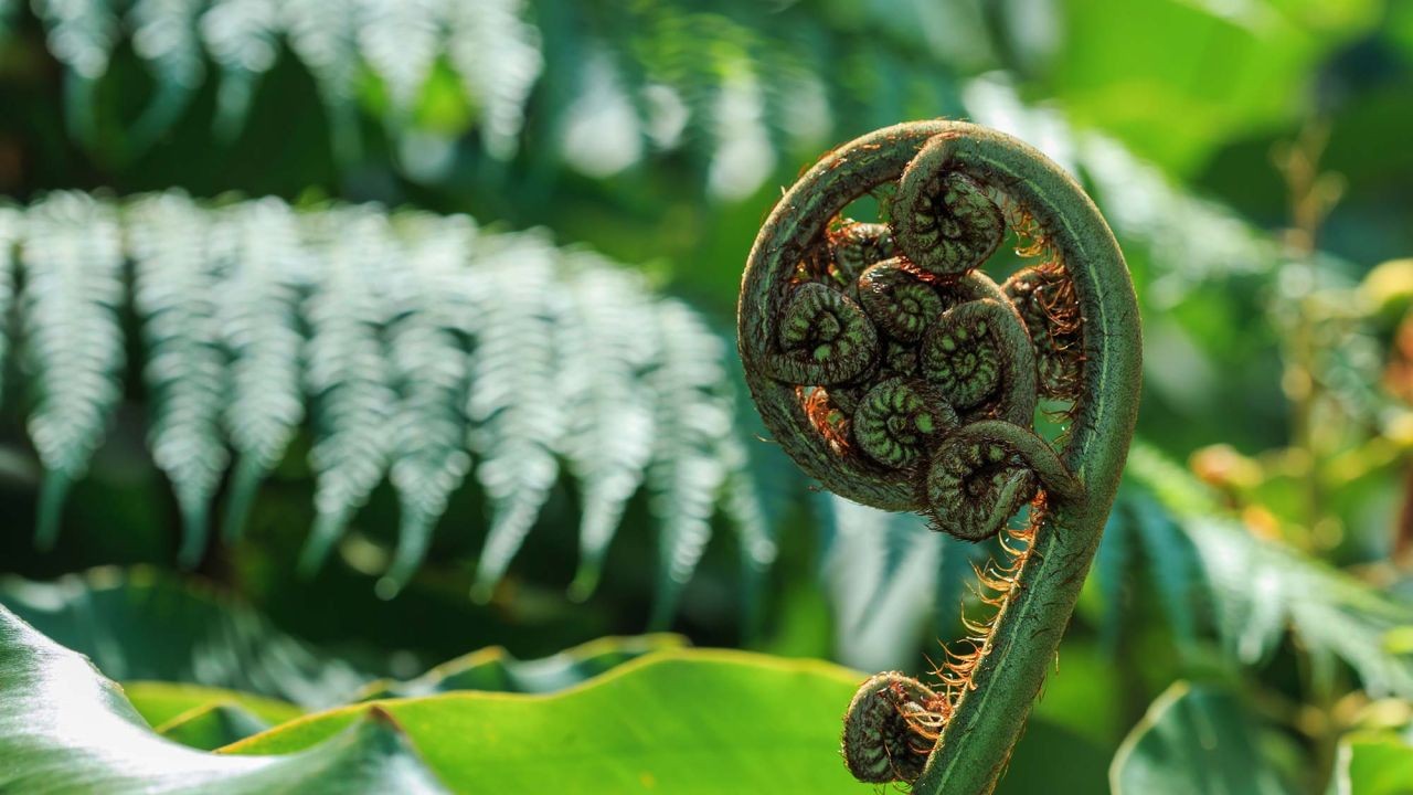 Why Māori Healing and Wellness Videos Support NZ’s Health Tourism Sector