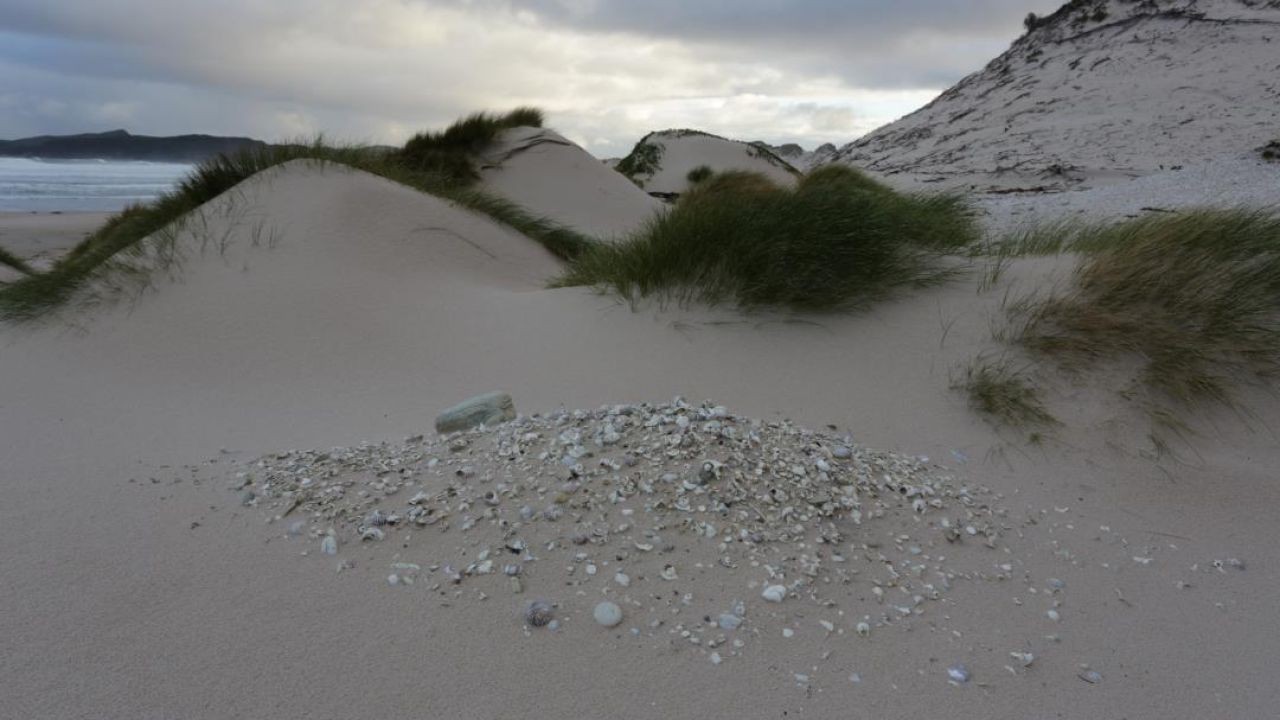 Could AI Help Identify Unmarked Indigenous Burial Sites? – Why It’s the Buzzword of 2025 in Australia
