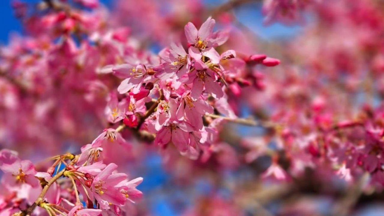 How Spring Blossom Videos Promote Tourism in Hawke’s Bay and Nelson