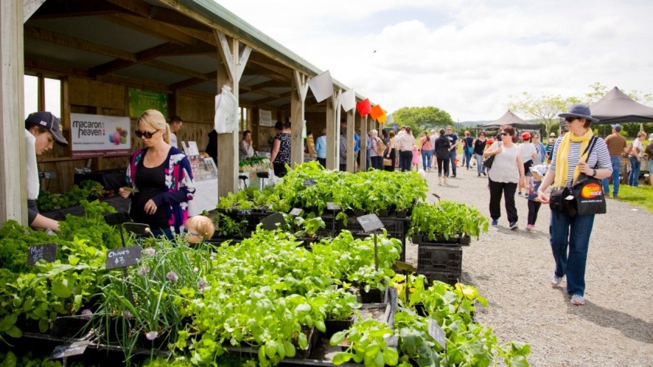 How Local Market Videos Promote Seasonal Tourism in New Zealand