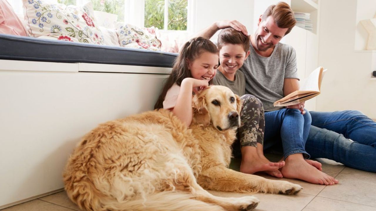 Why Pet-Friendly Rentals in NZ Go Viral Through Video Ads