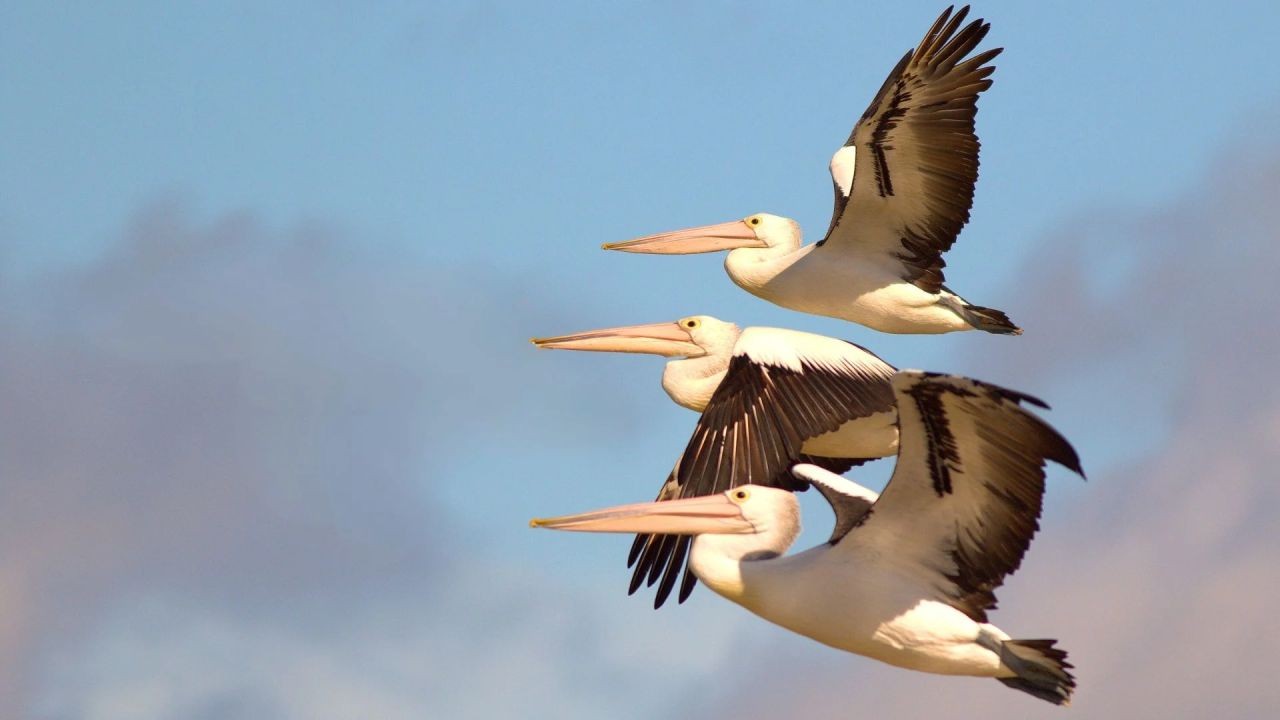 Why Birdwatching Videos Attract Global Nature Enthusiasts to NZ