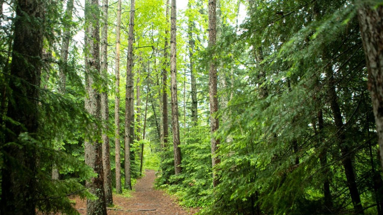 How Hiking Trail Videos Showcase Both Natural Wonders and NZ History