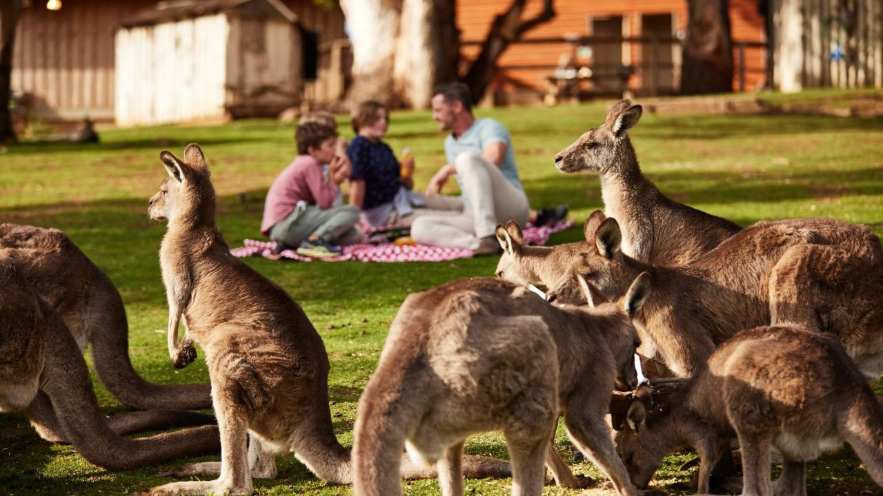 How Wildlife Park and Zoo Videos Boost Family Tourism in Aotearoa
