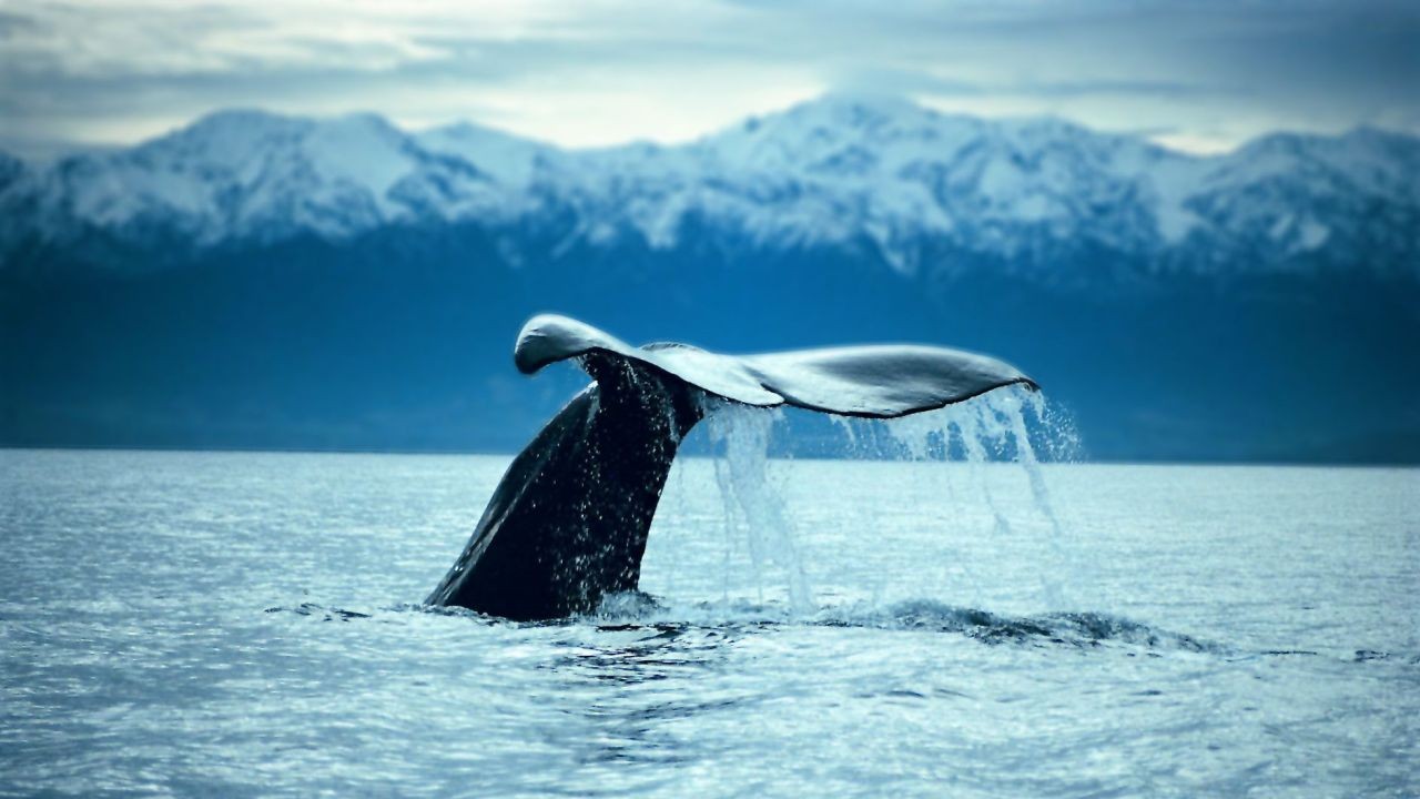 How Whale Watching Videos Boost Eco-Tourism in Kaikōura