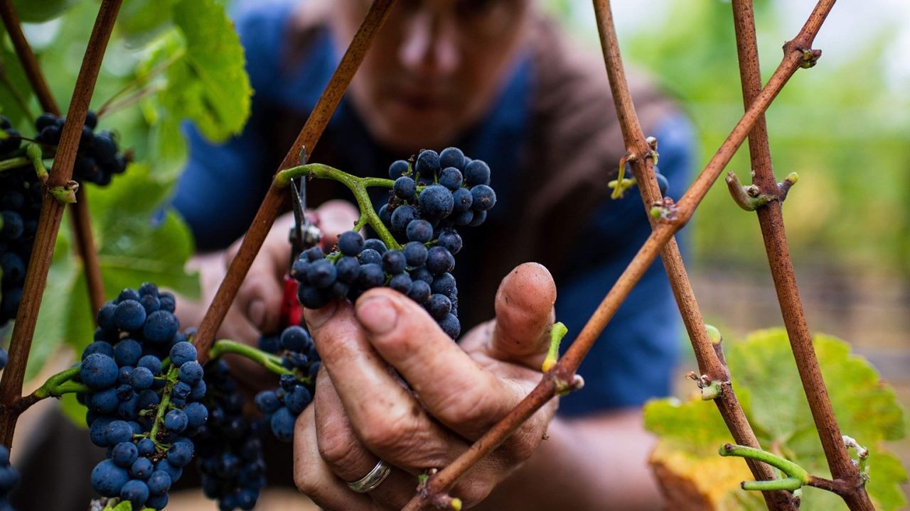 Why Sustainable Winery Videos Drive Upscale Tourism in Marlborough