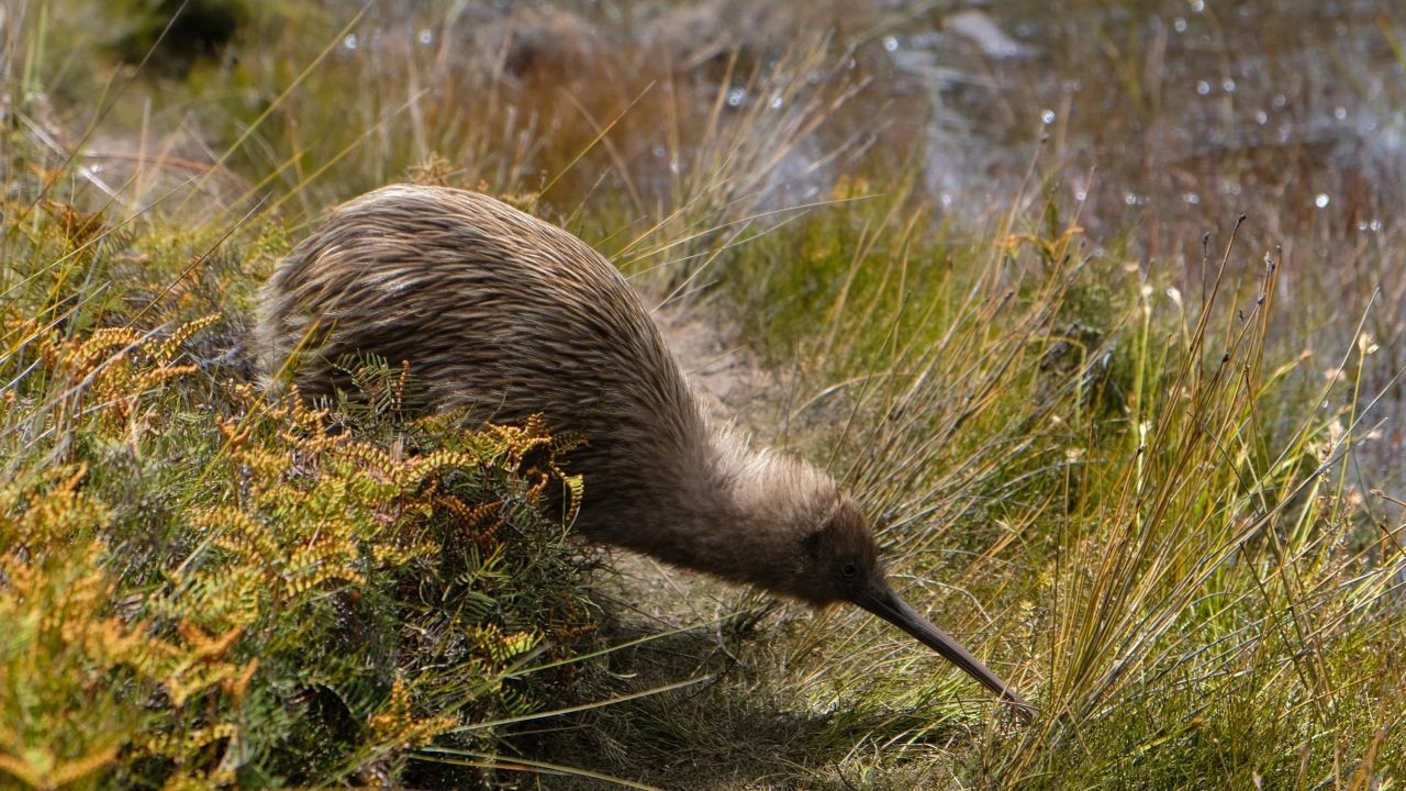 How Conservation Project Videos Boost Tourism and Protect NZ’s Wildlife