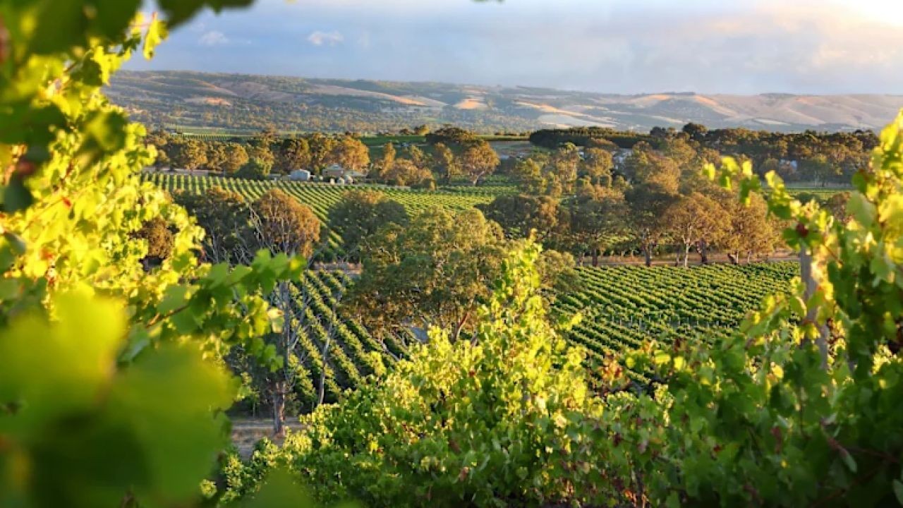 Australian Wine vs. International Wines: Which One Pairs Best With Local Dishes? – A Must-Watch Trend in the Aussie Market