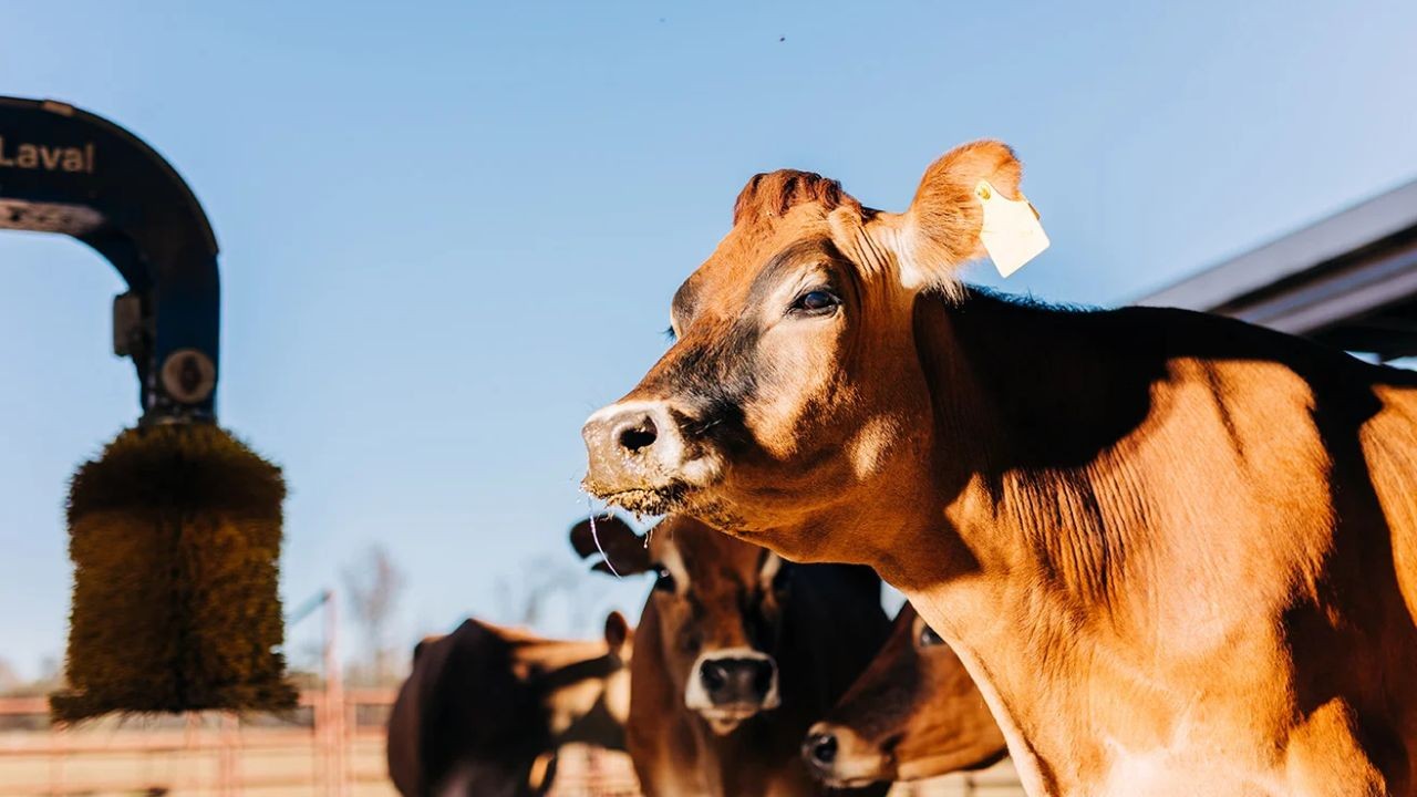 Livestock Care Video Tutorials Supporting New Zealand Farmers