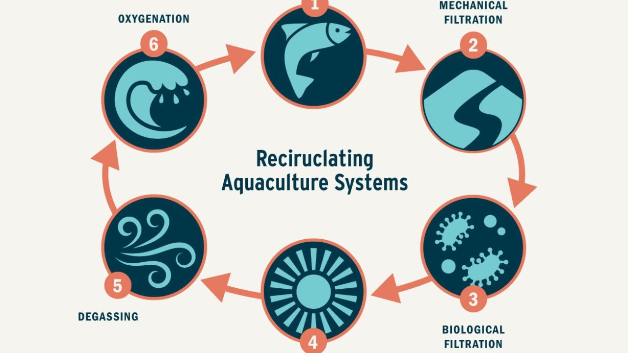 Sustainable Aquaculture Video Stories Promoting NZ Seafood Brands