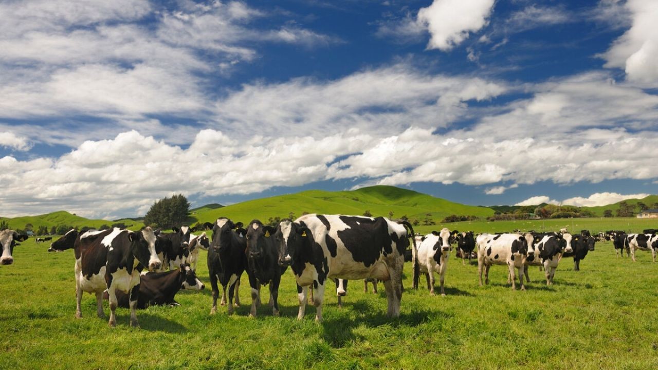 Dairy and Livestock Marketing Videos Helping Kiwi Farms Grow