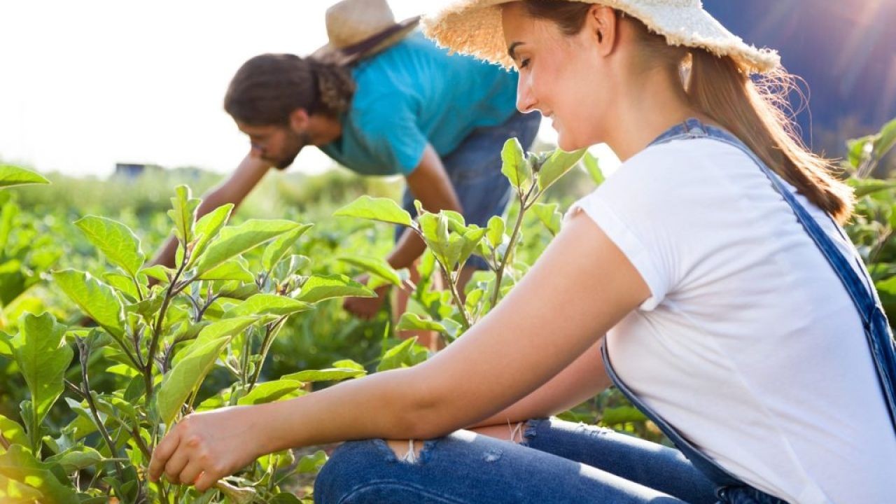 Crop Management and Harvest Video Guides for New Zealand Growers