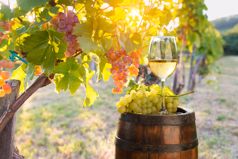 Wine and Vineyard Storytelling Videos Enhancing NZ Brand Recognition