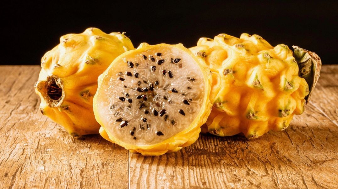 Growing a Dragon Fruit Cactus From Seed – A 2.5-Year Time-Lapse Journey